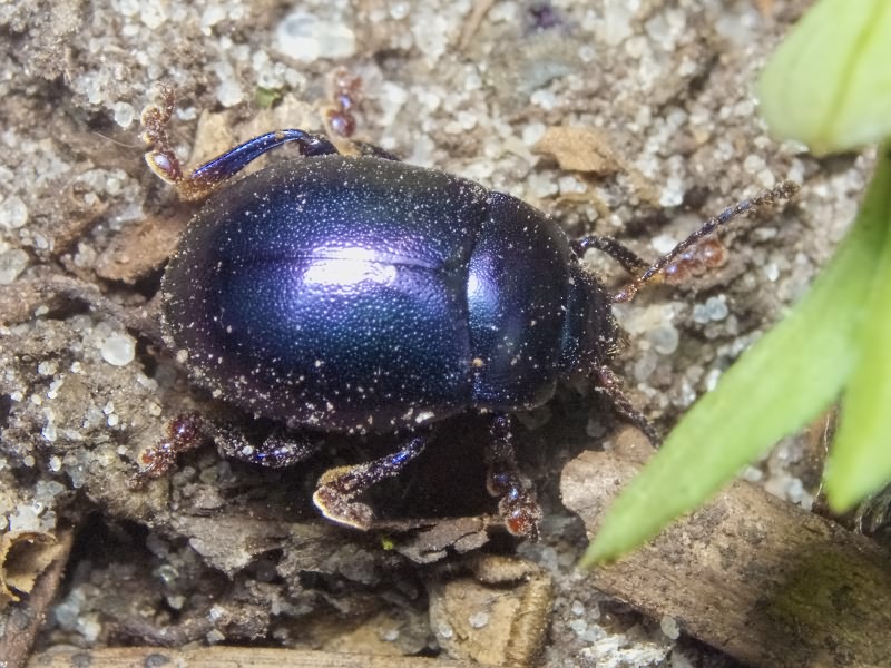 Chrysolina sturmi (Westhoff, 1882)